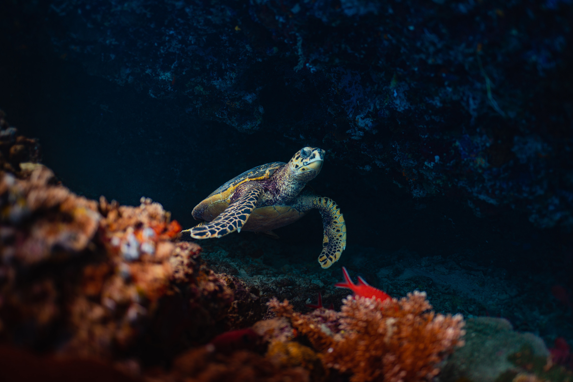 Oceans Week Op 1