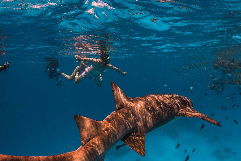 person swimming next to shark