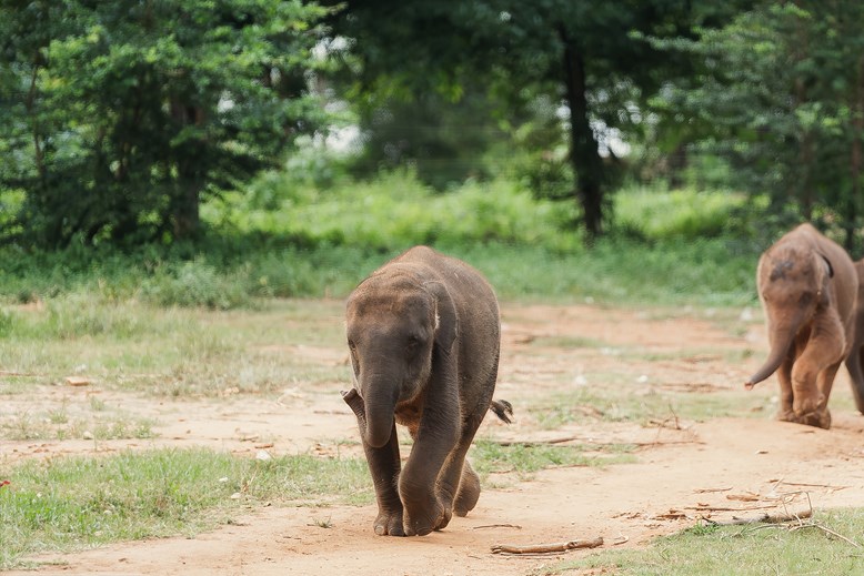 Kalo Elephant Care