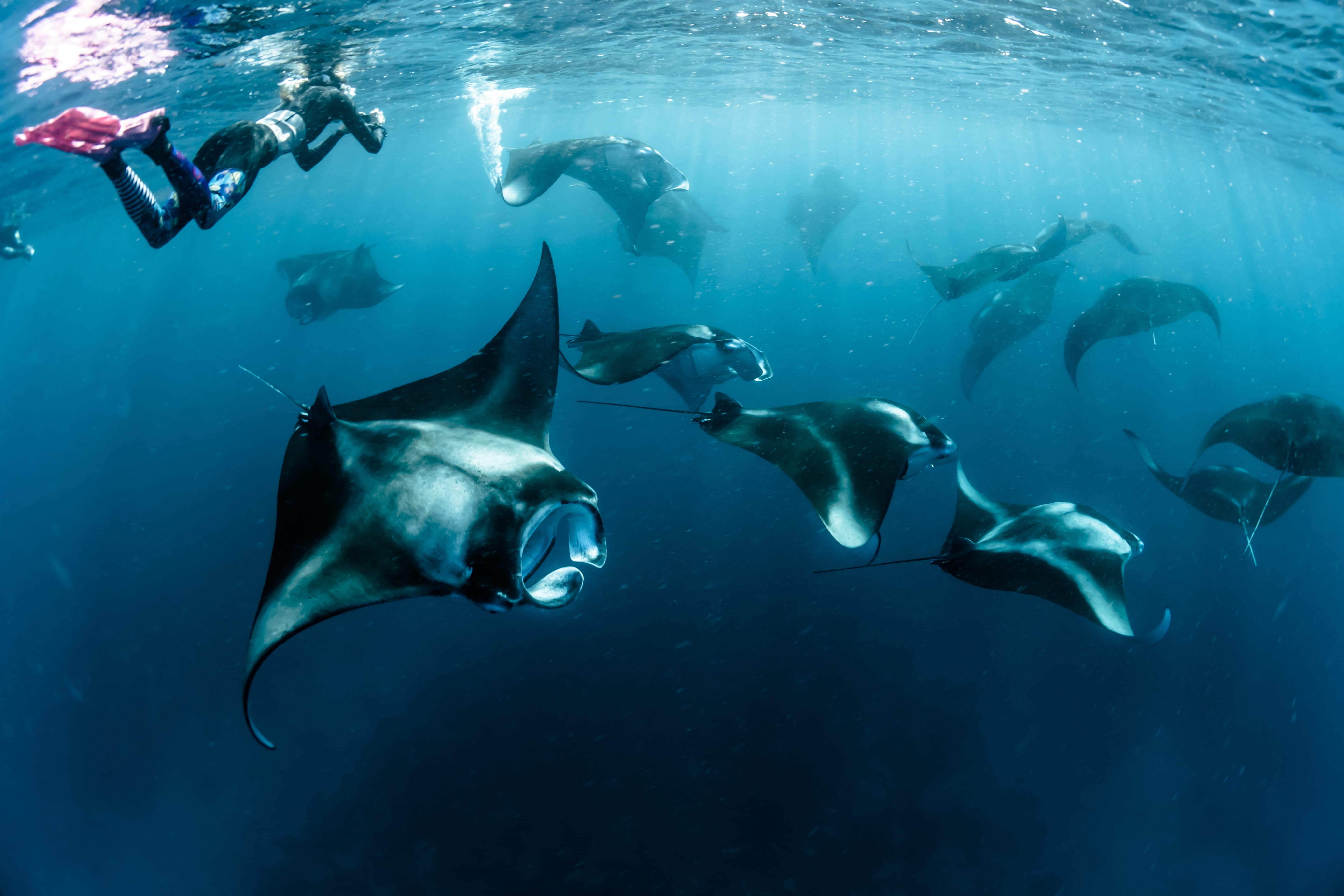 Olhuveli Manta Point 02