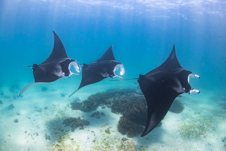 Three manta rays swimming together in a line