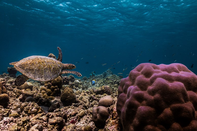 sea turtle swimming in reef