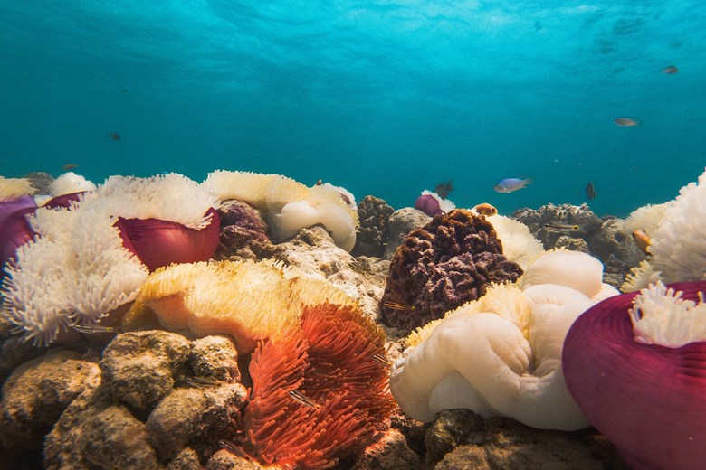 Nemo Garden at Sun Siyam Iru Fushi