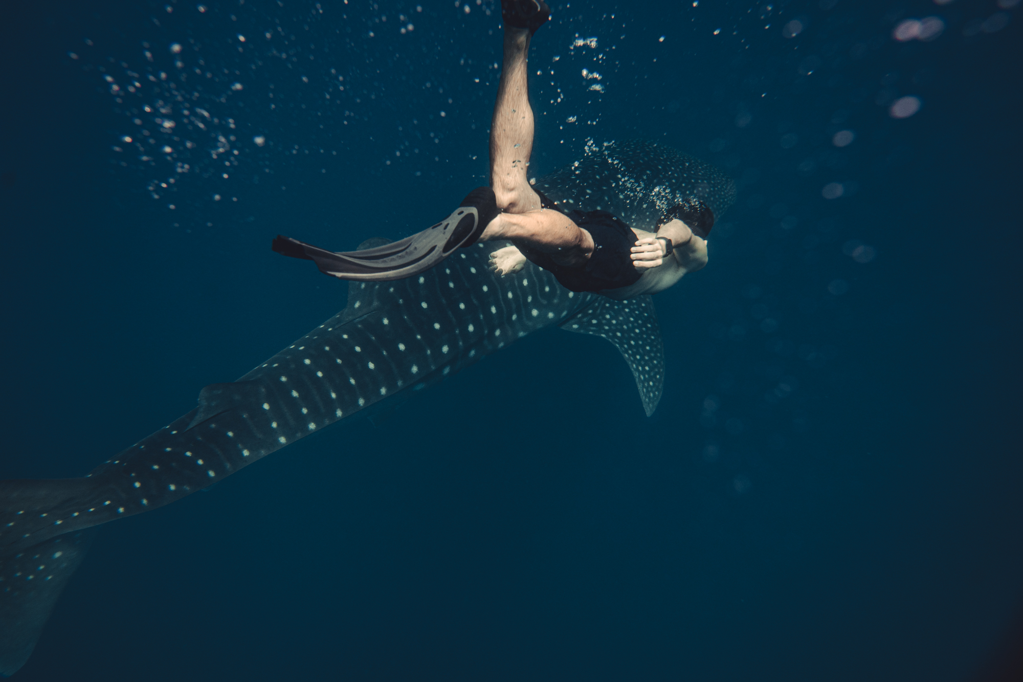 Whale Shark Excursion
