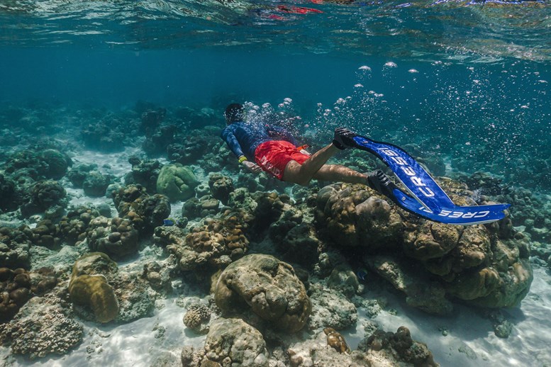 person snorkeling in coral reef